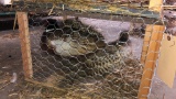 Pair  Ringneck Pheasants - Permit