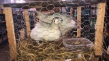 Pair White Ringneck Pheasants - Permit