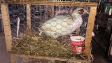 Pair White Ringneck Pheasants - Permit