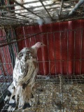 Young Sweet Grass Turkey