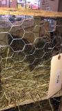 Pair Hungarian Partridge - Permit