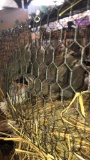 6 Chukar Partridge - Permit
