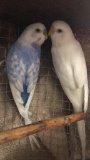 Breeding Pair Of Parakeets