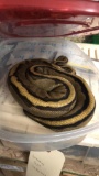 Female Genetic Stripe Python - 1 1/2 Yrs Old