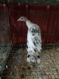 Young Sweet Grass Turkey