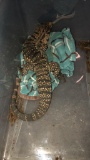 Black & White Argentine Tegu Male - 2 Yrs Old