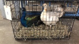 Breeding Pair Black Shoulder Peafowl W/ Cage