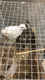 Pair Bobwhite Quail W/ Permit