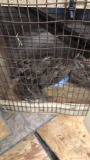 4 Bobwhite Quail - Unsexed W/ Permit