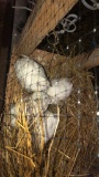 4 Snowflake Bobwhite Quail - Unsexed W/ Permit
