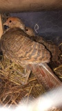 Pair Red Gold Splash Pheasants