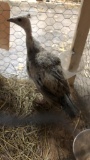 Black Shoulder Peacock