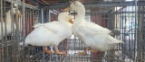 2 Pekin Ducks