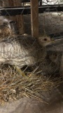 Trio Yellow Gold Pheasants