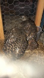 Pair Young Lady Amherst Pheasants