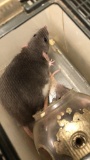 2 Dumbell Rats W/ Cage