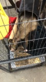 2 Male Ferrets W/ Cage & Food, Neutered, Descented