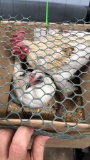 Rooster, Hen & 3 Chicks Modern Game Bantam