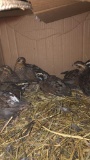 7 Bobwhite Quail