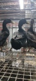 3 Black Indian Runner Ducks