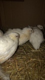 5 Texas A&m Quail