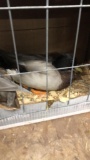 Pair Blue Fawn Call Ducks