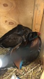 Pair Mandarin Ducks