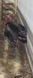Broad Breasted Bronze Tom Turkey
