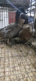 2 Khaki Campbell Hen Ducks