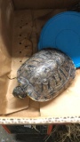 2 Red Eared Slider Turtle