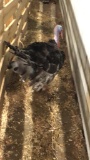 Speckled Black Spanish Tom Turkey - Rare Variety