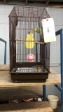 Female Fischer Lovebird - 1 Yr Old W/ Dna Papers