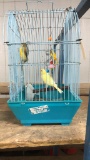 2 Female Canaries (friendly) - 1 Yr Old