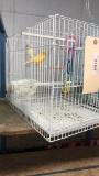 Pair Canaries (friendly) - 1 1/2 Yr Old