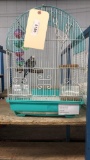 Male Parakeet - 2 Mos Old