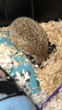 Female Hedgehog - Friendly - 3 Yrs Old - See Desc.