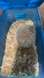Young Hedgehog
