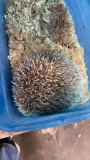 Young Hedgehog