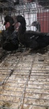 2 Khaki Campbell Cross Hen Ducks