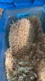 Female Hedgehog - Proven