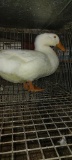 Pekin Drake