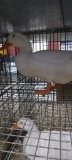 Pekin Drake