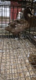 Khaki campbell hen duck
