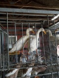 Pair White Indian Runner Ducks - Show Quality