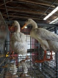 Pair White Indian Runner Ducks - Show Quality