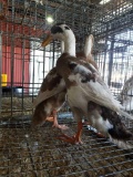 Trio Penciled Runner Ducks - Show Quality