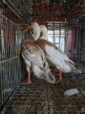 Pair Fawn & White Runner Ducks - Show Quality