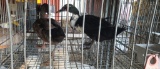 1 Khaki Campbell & 1 Rouen Ducks