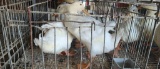 3 Pekin Ducks