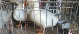 3 Pekin Ducks